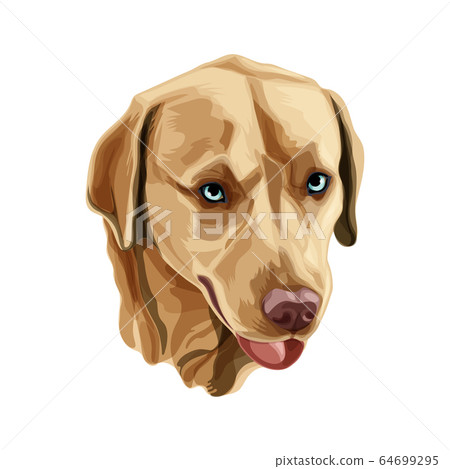 Golden Labrador Retriever vector 64699295