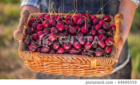Farmer holds a basket of cherries Farmer holds a basket of cherries 64699359