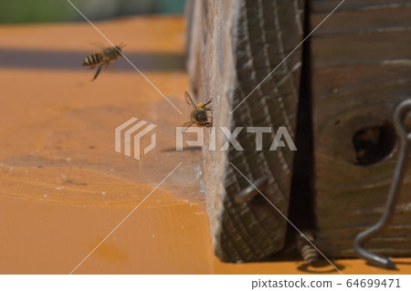 Beekeeping 64699471
