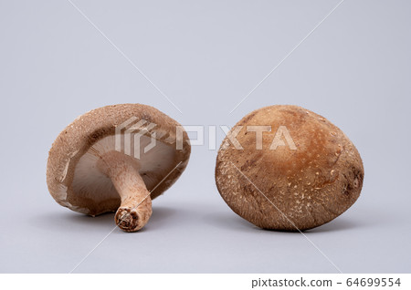 Big shiitake mushroom Big shiitake mushroom 64699554