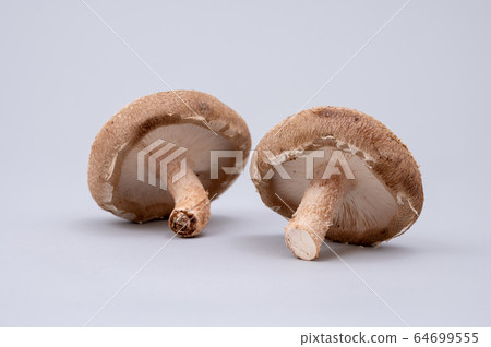 Big shiitake mushroom Big shiitake mushroom 64699555