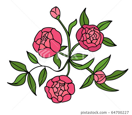 Peony flower graphic color isolated sketch bouquet illustration vector 64700227