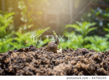 Snail and seedling on the pile of soil. Snail and seedling on the pile of soil. 64700284