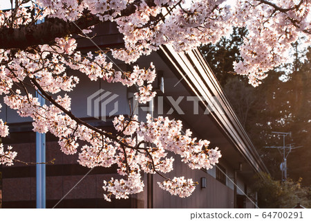 Beautiful flowers are cherry blossom or blooming sakura at sunset, in spring, against the background Beautiful flowers are cherry blossom or blooming sakura at sunset, in spring, against the background 64700291