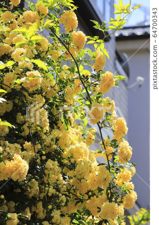 Yellow mokko rose 64700343