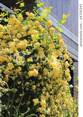 Yellow mokko rose 64700345