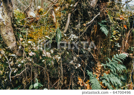 A Shot of a Fallen Tree's Roots A Shot of a Fallen Tree's Roots 64700496