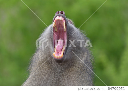 Baboon close up portrait 64700951