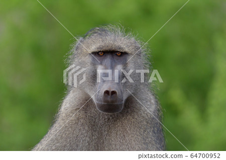 Baboon close up portrait 64700952