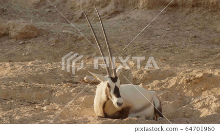 White oryx arabian in the zoo of the arab emirates. 64701960