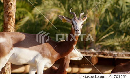 Gazelle in the zoo of the arab emirates. Gazelle in the zoo of the arab emirates. 64701961