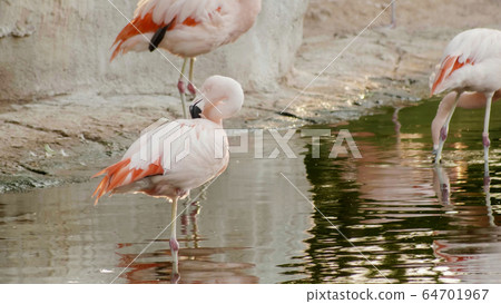 Pink flamingo by the river in Africa. 64701967
