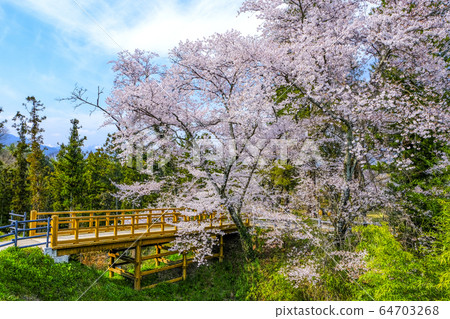 櫻花和著名的核桃城堡遺址 64703268