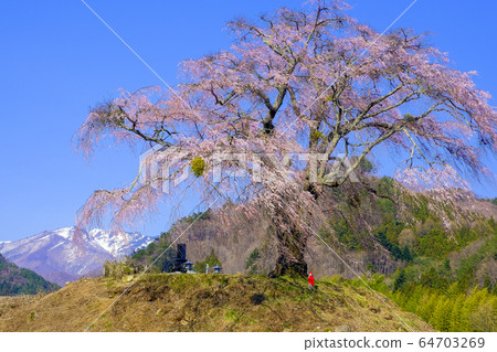 垂枝櫻花和雪山 64703269