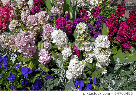 鶴舞公園的風景 鶴舞公園的風景 64703496