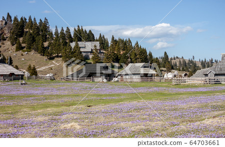 crocus or saffron flowers field in Alps mountains 64703661