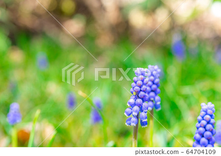 Muscari Forest Macro World [Nagano Prefecture] 64704109