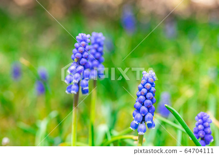 穆斯卡里森林宏觀世界[長野縣] 64704111