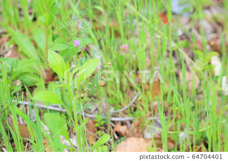 蕨芽 64704401