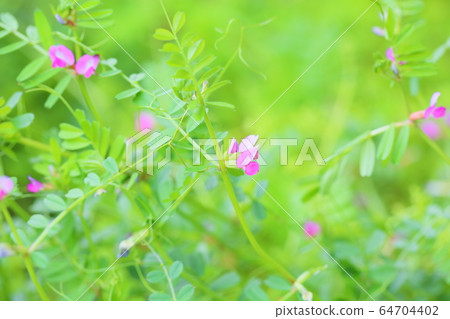 Vetch flower Vetch flower 64704402