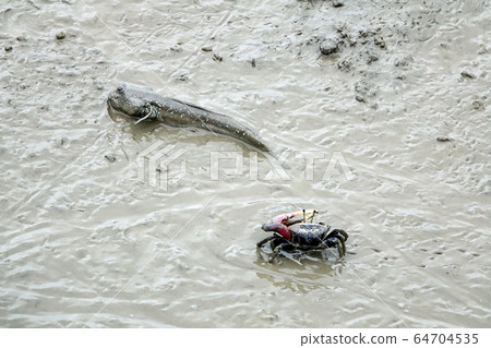 純潮灘和鱸魚 純潮灘和鱸魚 64704535