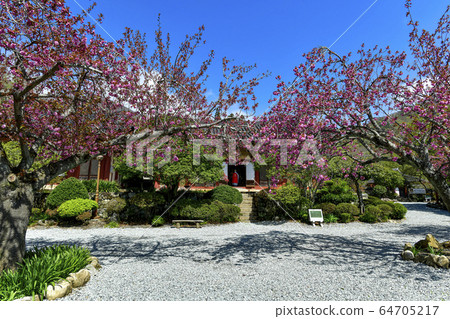 雙層櫻花，仙巖寺，曹溪山，全天市順天市 64705217