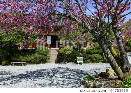 Double Cherry Blossom, Seonamsa Temple, Jogyesan Mountain, Suncheon City, Jeonnam, Korea Double Cherry Blossom, Seonamsa Temple, Jogyesan Mountain, Suncheon City, Jeonnam, Korea 64705219