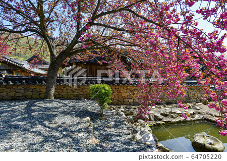雙層櫻花,仙巖寺,曹溪山,全天市順天市 雙層櫻花,仙巖寺,曹溪山,全天市順天市 64705220