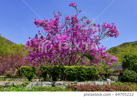 Jasanhong, Seonamsa, Jogyesan, Suncheon, Jeonnam, Korea 64705222