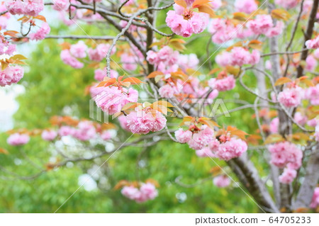 雙櫻花 64705233