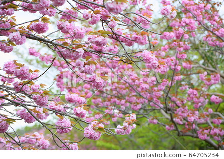 雙櫻花 雙櫻花 64705234