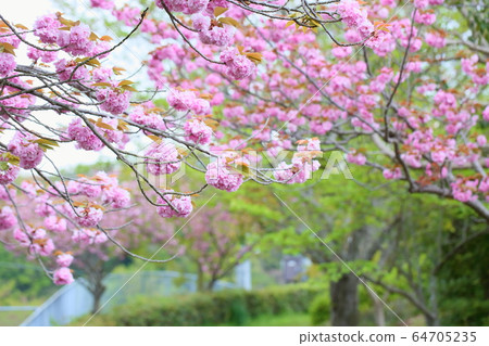 雙櫻花 雙櫻花 64705235