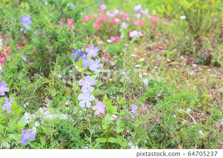 Turnishitis花 Turnishitis花 64705237