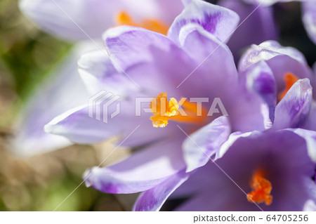 saffron or crocus flowers blossom closeup 64705256