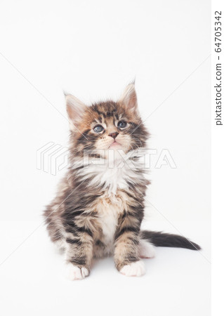 主要的小貓 主要的小貓 64705342