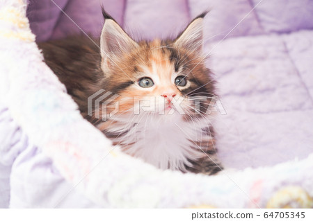 Maine Coon kitten in bed Maine Coon kitten in bed 64705345