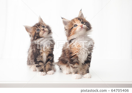 Maine Coon kittens 64705406