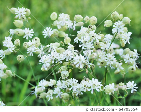 Montblanc alpine plants 64705554