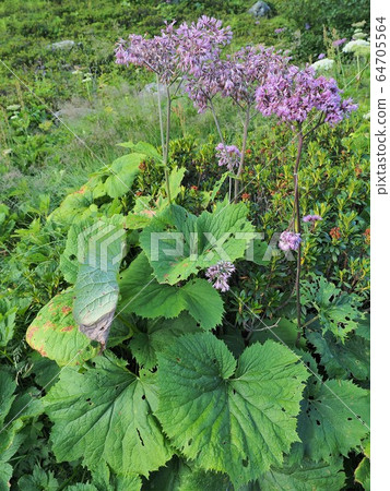 Montblanc alpine plants 64705564