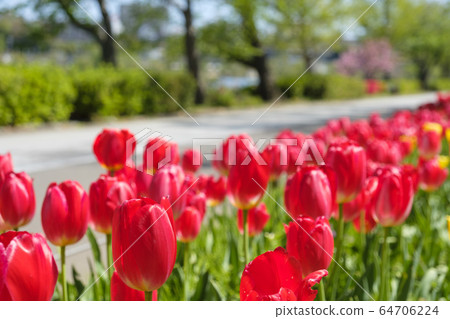 Promenade and tulip flowers 64706224