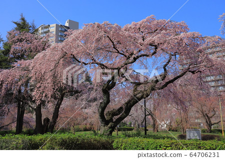 Cherry blossoms in full bloom 64706231