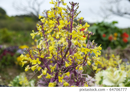 牡丹牡丹的葉子 64706777