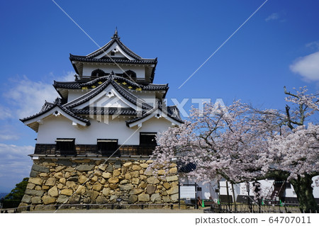 彥根城國寶天守閣櫻花 64707011