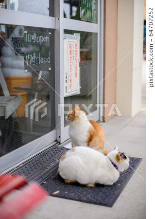 Cats waiting to open 64707252