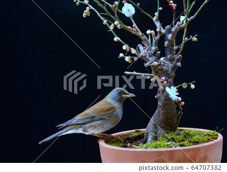 One corner of the garden One corner of the garden 64707382