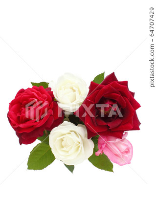 玫瑰花的排列(垂直)(切除)(Papa Meian,處女座,Christian Dior等) 玫瑰花的排列(垂直)(切除)(Papa Meian,處女座,Christian Dior等) 64707429