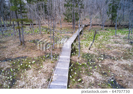 Ochikura Wetland, full bloomed Basho, Hakuba Village, Nagano Prefecture (aerial view by drone) 64707730