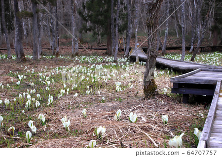 Ochikura Wetland, full bloomed Basho, Hakuba Village, Nagano Prefecture Ochikura Wetland, full bloomed Basho, Hakuba Village, Nagano Prefecture 64707757
