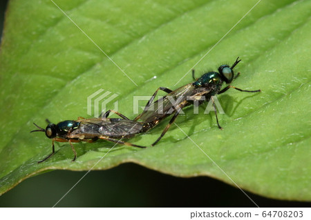 Creature Insect Ezofosol limpidus, mid April. Adults that emerge all at once achieve their goals in a short period of time Creature Insect Ezofosol limpidus, mid April. Adults that emerge all at once achieve their goals in a short period of time 64708203