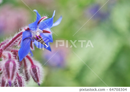 Blue borage flower 64708304